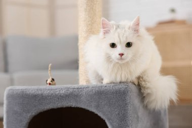 Evdeki tırmalama direğindeki sevimli beyaz kedi, yakın plan.