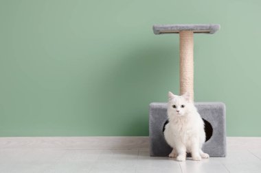 Şirin beyaz kedi ve yeşil duvarın yanındaki tırmalama direği.