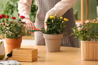 Evde saksıda gül kesen güzel bir kadın. Yakın çekim.