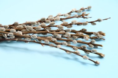 Pussy willow branches on blue background. Easter celebration