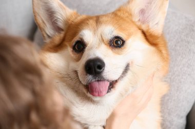 Şirin Corgi köpeği. Sahibi evde, yakın plan.