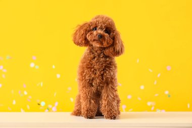 Şirin oyuncak köpek ve konfeti sarı arka planda oturuyor.