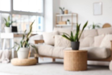 Kanepe ve Sansevieria bitkileriyle aydınlık oturma odasının bulanık görüntüsü