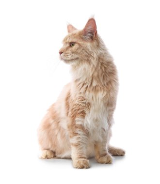 Beyaz arka planda oturan sevimli rakun kedisi.