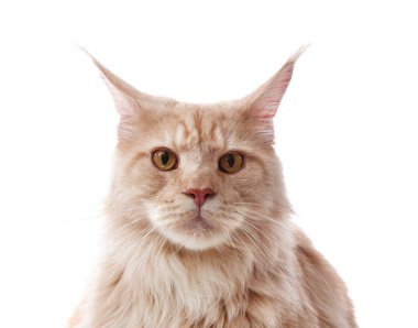 Beyaz arka planda sevimli Maine Rakun Kedisi