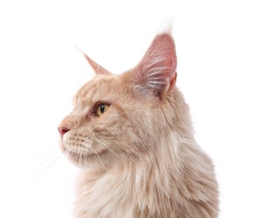 Beyaz arka planda sevimli Maine Rakun Kedisi