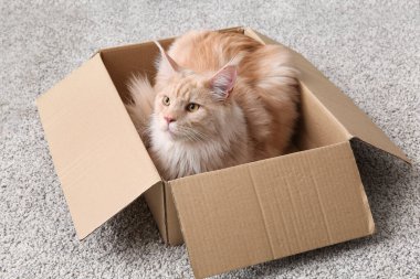 Evdeki karton kutuda oturan sevimli Maine Rakunu kedisi.