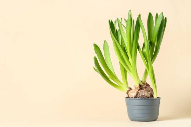 Bej arka planda saksıda sümbül bitkileri