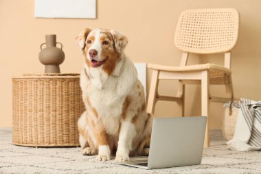 Oturma odasında dizüstü bilgisayarı olan şirin Avustralya çoban köpeği.