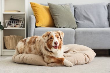 Tatlı Avustralya çoban köpeği oturma odasında evcil hayvan yatağında yatıyor.