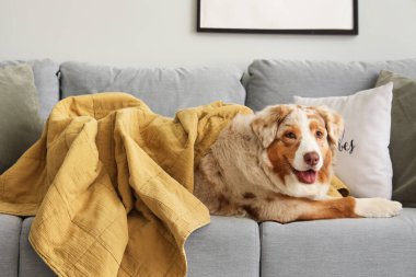 Oturma odasındaki kanepede battaniyeli şirin Avustralya çoban köpeği.