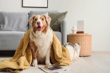 Oturma odasında battaniyeli şirin Avustralya çoban köpeği.