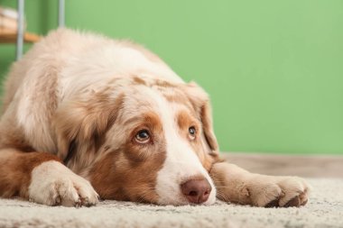 Şirin Avustralyalı çoban köpeği evde halıya uzanmış, yakın plan.