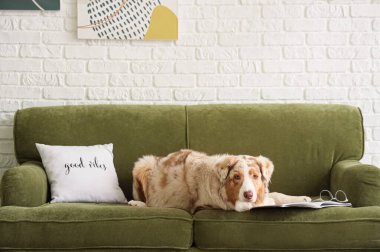 Elinde dergi olan şirin Avustralya çoban köpeği oturma odasında yeşil kanepede yatıyor.