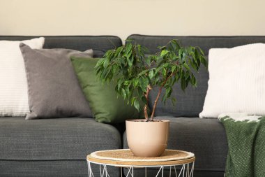 Gri kanepeli ve kahve masasında çiçekli şık bir oturma odası, yakın plan.