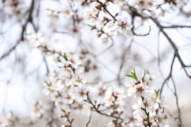 Bahar günü çiçek açan ağaç dalları, yakın plan.