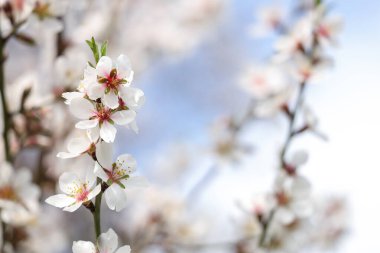 Bahar günü çiçek açan ağaç dalı, yakın plan.