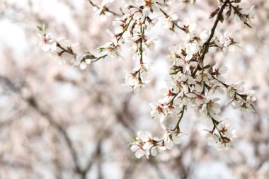 Bahar günü çiçek açan ağaç dalları, yakın plan.