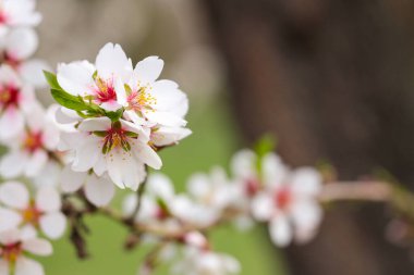 Çiçek açan güzel ağaç dalı bahar günü, yakın plan.