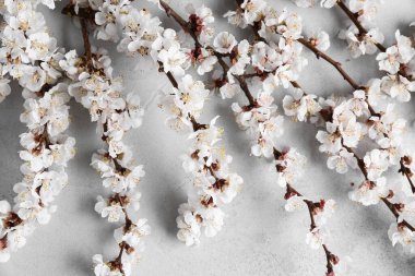 Gri arka planda güzel çiçek açan ağaç dalları, yakın plan