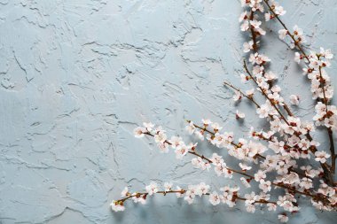 Mavi arka planda güzel çiçek açan ağaç dalları