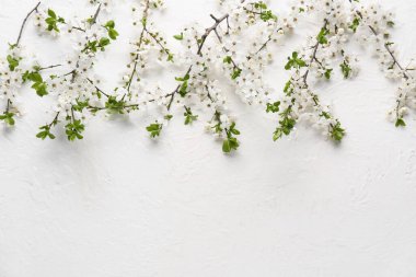 Beyaz arka planda güzel çiçek açan ağaç dalları