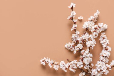 Kahverengi arka planda güzel çiçek açan ağaç dalı