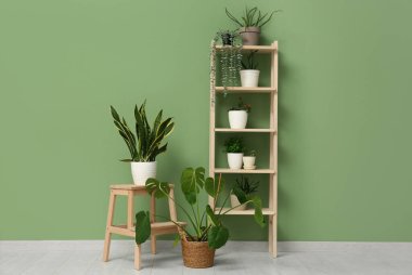 Oturma odasındaki yeşil duvarın yanında merdivenli raflar ve farklı bitkiler var.