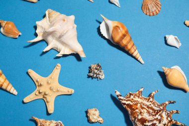 Mavi arka planda birçok deniz kabuğu