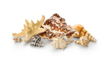 Farklı deniz kabukları ve beyaz arka planda deniz yıldızları