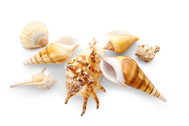 beyaz zemin üzerinde farklı deniz kabukları