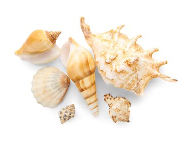 beyaz zemin üzerinde farklı deniz kabukları