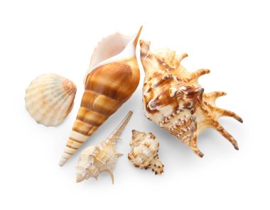 beyaz zemin üzerinde farklı deniz kabukları