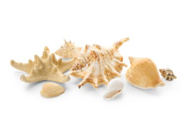 Farklı deniz kabukları ve beyaz arka planda deniz yıldızları