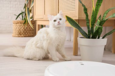 Evde yerde bitki ve robot süpürgesi olan sevimli beyaz kedi.