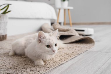 Yatak odasındaki halının üzerinde elektrikli süpürgeyle duran sevimli beyaz kedi.