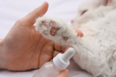Yatağın üzerinde kedi pençesi tutan bir şişe yağlı kadın elleri, yakın plan.