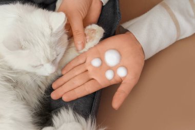 Temizleyici köpük köpüklü kadın elleri bej arka planda kedi pençesi tutuyor, yakın plan.