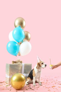 Pembe arka planda doğum günüyle Beagle köpeğini selamlayan bir kadın.