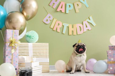 Evde doğum gününü kutlayan sevimli pug sosisli sandviç.