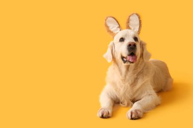Sarı arka planda yatan tavşan kulaklı şirin Labrador köpeği. Paskalya kutlaması