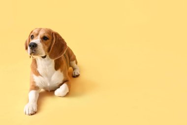Sarı arka planda yatan sevimli Beagle köpeği.