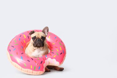 Beyaz arka planda şişirilebilir yüzüğü olan sevimli Fransız bulldog.
