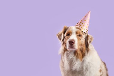 Mor arka planda parti şapkası olan şirin Avustralya çoban köpeği.