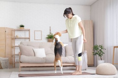 Genç sporcu kadın oturma odasında yoga minderinde sevimli bir Beagle köpeği eğitiyor.