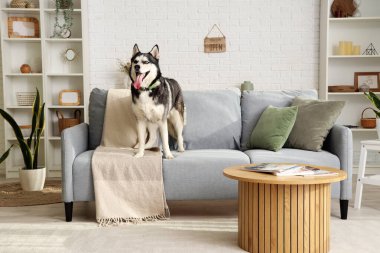 Oturma odasındaki kanepede oturan sevimli Husky köpeği.