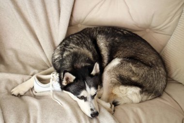 Oturma odasındaki kanepede ayakkabılı yaramaz Husky köpeği.