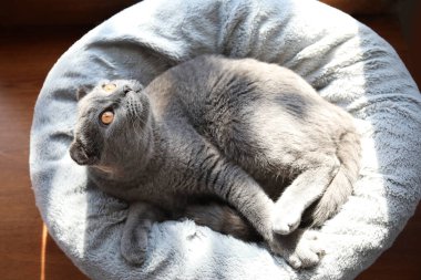 Evdeki pencerenin yanındaki evcil hayvan yatağında yatan İskoç kedisi, üst manzara