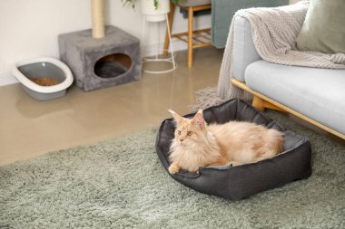 Tatlı Maine Rakunu kedi, kedi kumluğu ve evdeki evcil hayvan yatağında uzanan tırmalama tahtası.