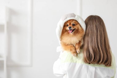 Kadın kuaför kuaförde yıkandıktan sonra Pomeranya köpeğinin saçını siliyor.